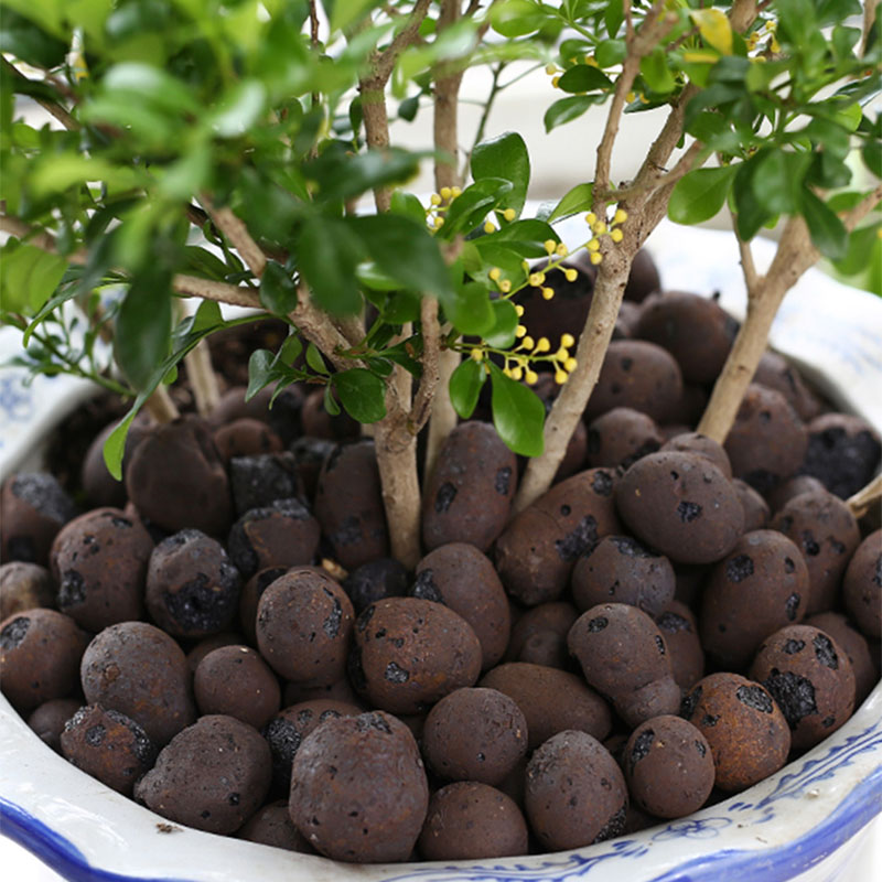 500g ciottoli di argilla di ce - Clay Pebble Growing recensione e prezzo