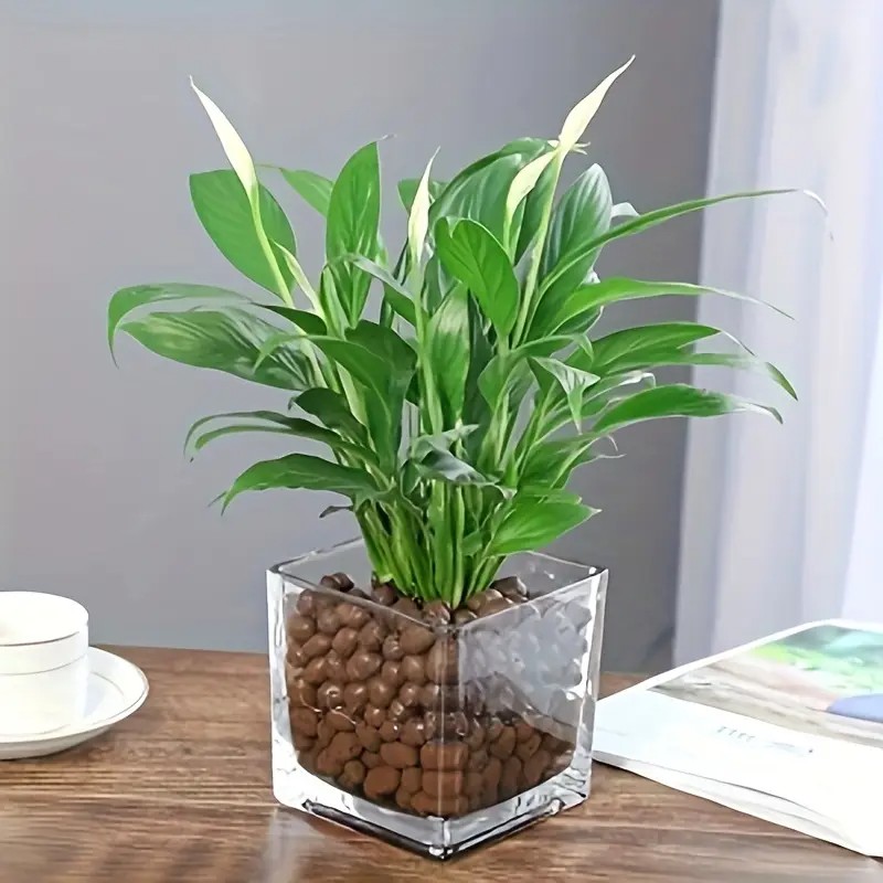 Ciottoli di argilla idroponica - Clay Pebble Growing recensione e prezzo